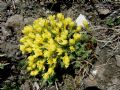 Androsace vitaliana